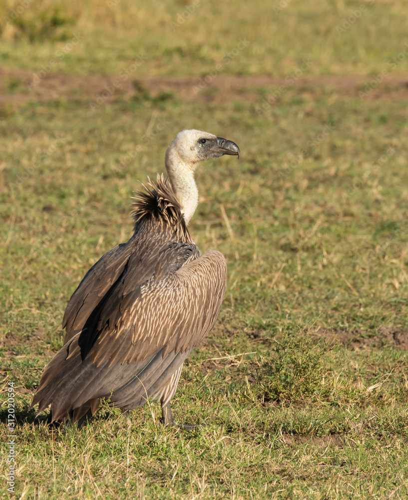 A portrait of white-backed vulture waiting in the plains of Africa inside Masai Mara National Reserve during a wildlife safari A portrait of white-backed vulture waiting in the plains of Africa inside Masai Mara National Reserve during a wildlife safari