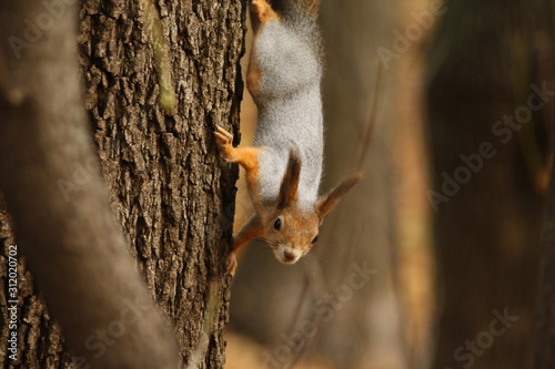 A Squirrel on a Tree in a Park