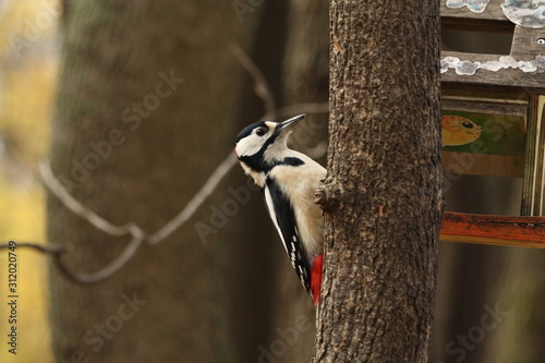A Great Spotted Woodpecker on a Tree