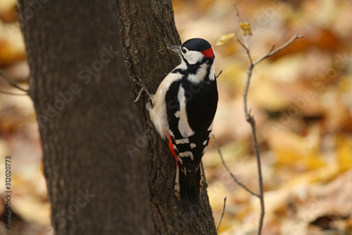 A Woodpecker on a Tree in a Park