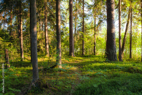Fototapeta Naklejka Na Ścianę i Meble -  Pine forest with small fir trees. Back light and shadows are shaping trunks