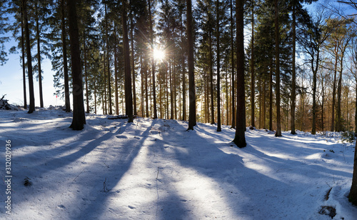 snowy and sunny forest