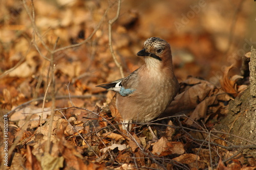 A Eurasian Jay Walking on Autumn leaves photo