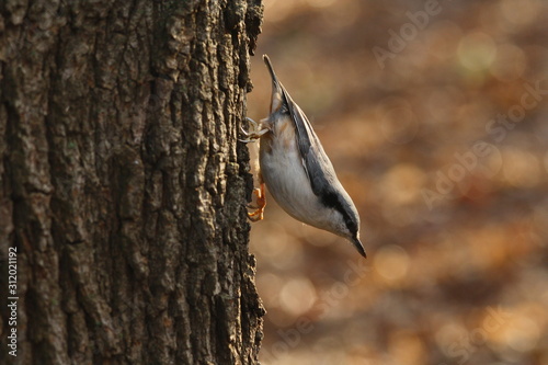 A Nuthatch Sitting Upside Down on a Tree