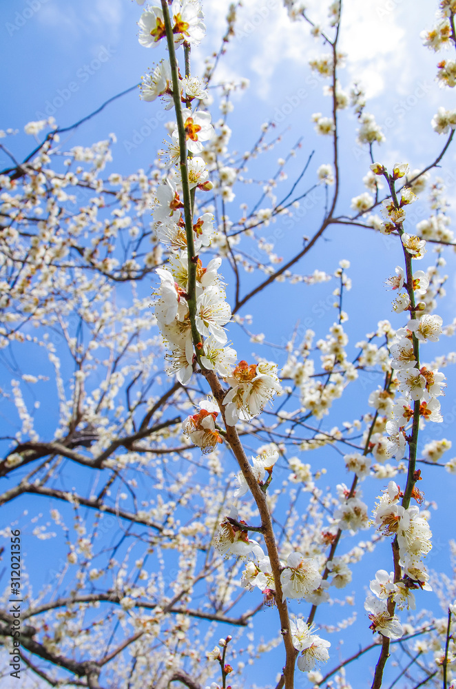 青空に映える梅の花 青空に映える梅の花