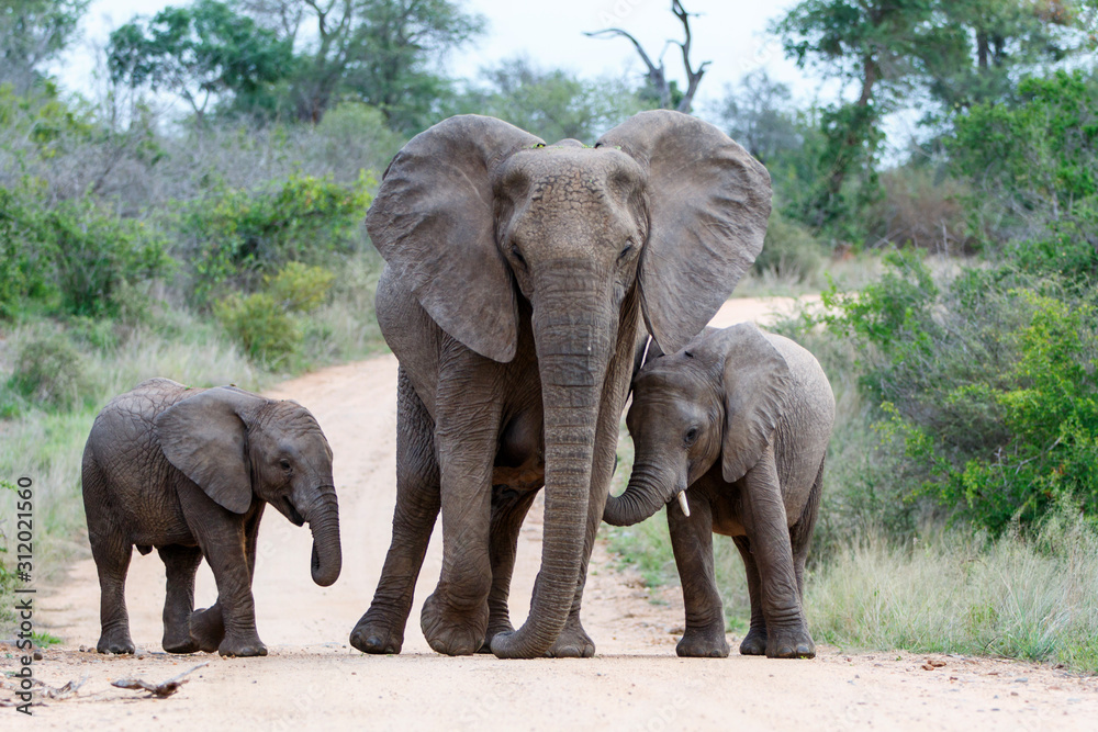 Elephant herd in the Kruger National Park in South Africa