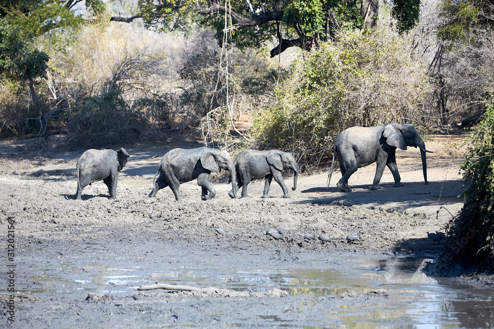 Fototapeta premium Elephants in Mana Pools National Park, Zimbbwe