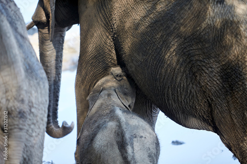 Baby elephant in Mana Pools National Park, Zimbabwe