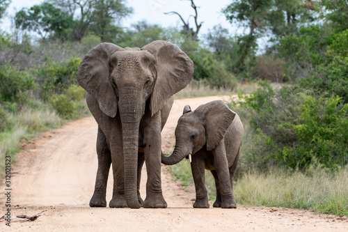 Elephant herd in the Kruger National Park in South Africa © henk bogaard