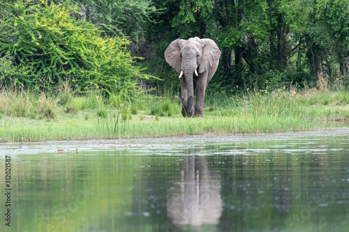 Elephant bull in the Kruger National Park in South Africa