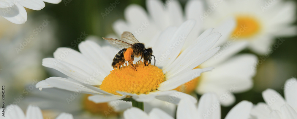 Obraz premium Biene auf Margeritenblüte