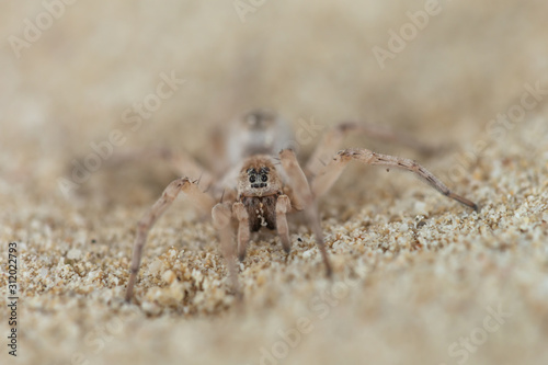 spider on beach