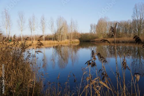 trees along border lake winter