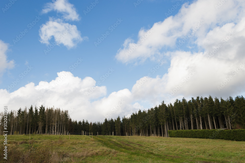 Obraz premium pine tree and clouds