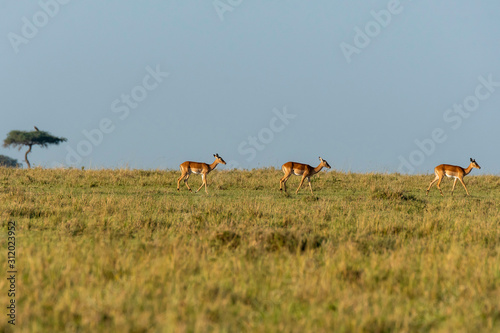 A herd of Impalas walking in the horizon while grazing inside Masai Mara National Reserve during a wildlife safari