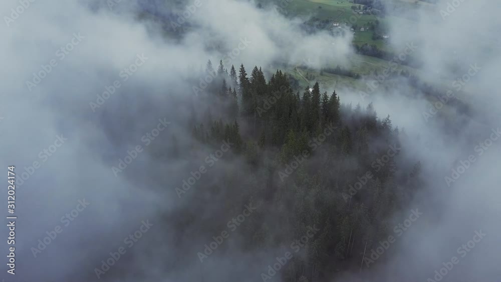 Flying above the pine tree forest through the misty fog Flying above the pine tree forest through the misty fog