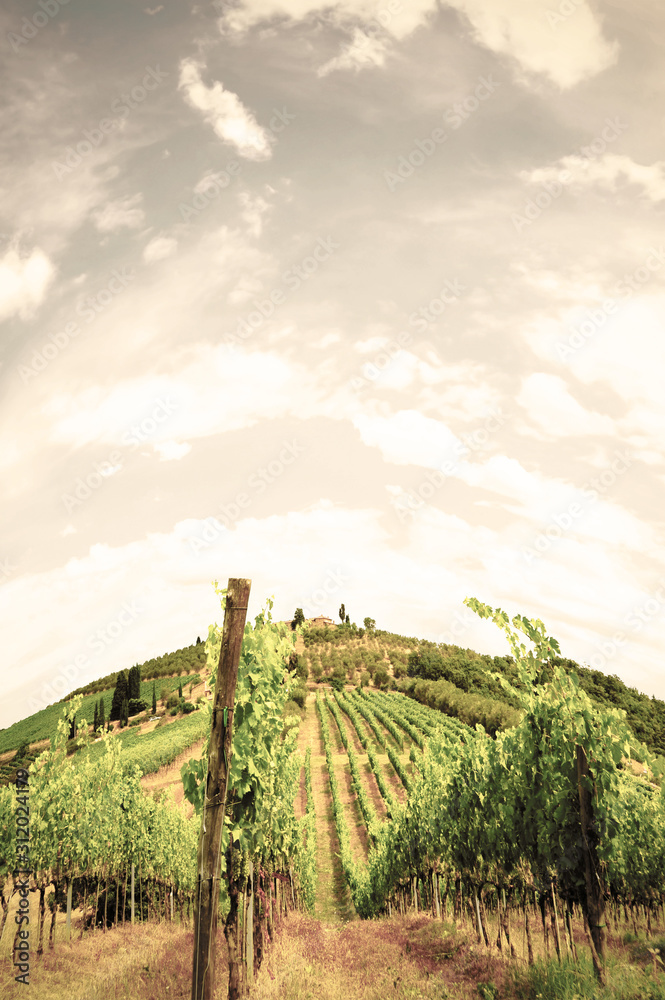 Vineyard landscape of Italy.