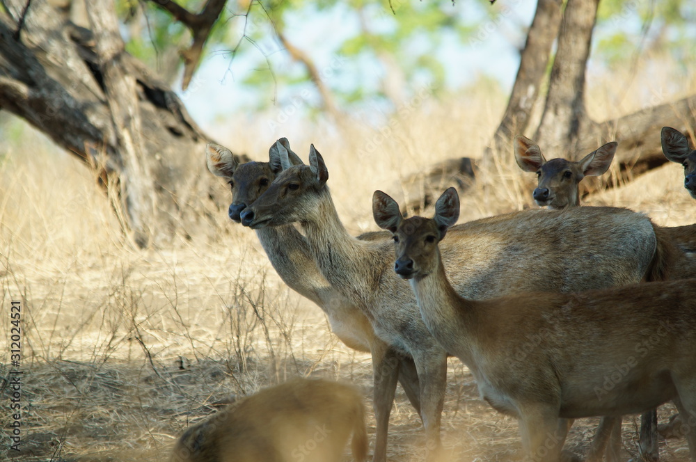 Fototapeta premium Java deer (Deer timorensis) is a type of deer that is endemic to the islands of Java, Bali and Timor (including Timor Leste) in Indonesia.