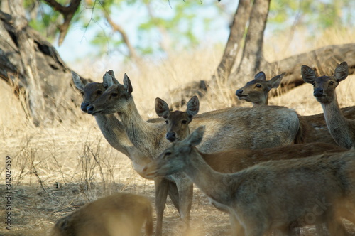 Fototapeta Naklejka Na Ścianę i Meble -  The Javan rusa or Sunda sambar (Rusa timorensis) is a deer species that is endemic to the islands of Java, Bali and Timor (including Timor Leste) in Indonesia.
