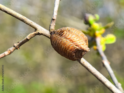 Ootheca hierodula transcaucasica on a branch photo