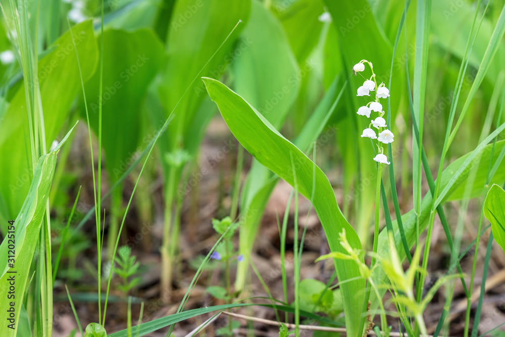 White Lily of the valley flower on natural background White Lily of the valley flower on natural background