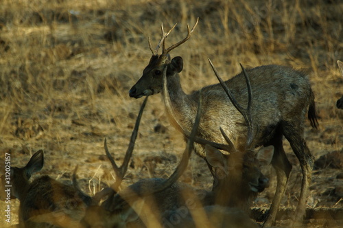 Fototapeta Naklejka Na Ścianę i Meble -  Java deer (Deer timorensis) is a type of deer that is endemic to the islands of Java, Bali and Timor (including Timor Leste) in Indonesia.