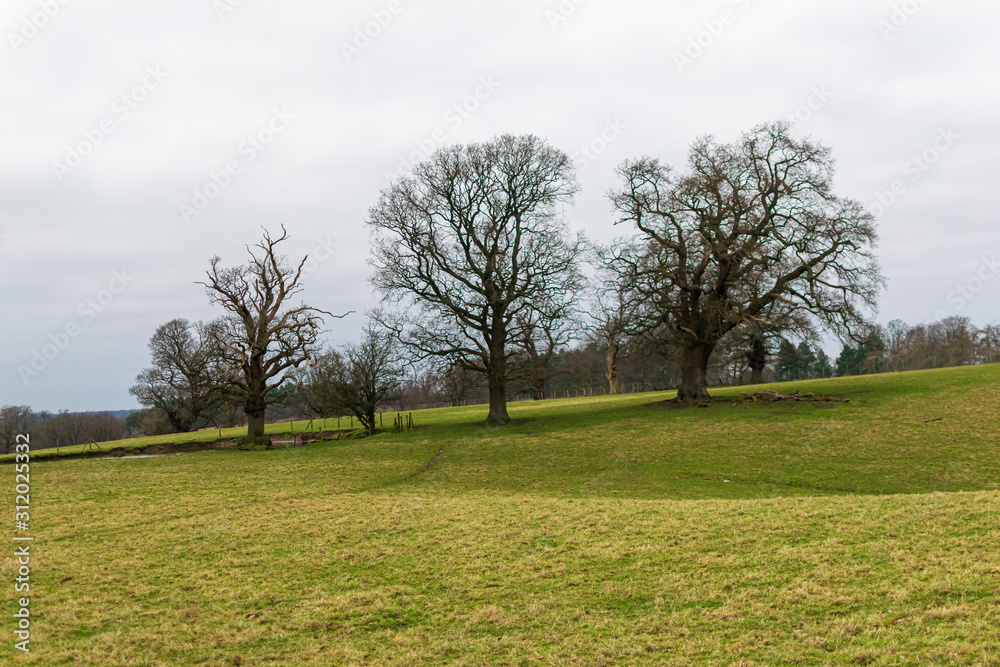 Obraz premium tree in Winter