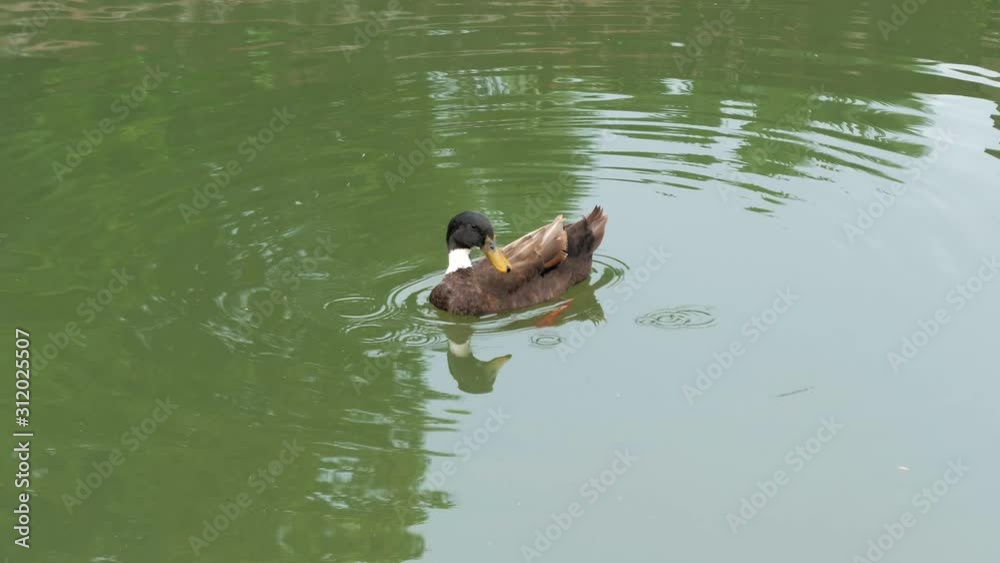 Duck on the pond, duck swims in the water and cleans its feathers Duck on the pond, duck swims in the water and cleans its feathers
