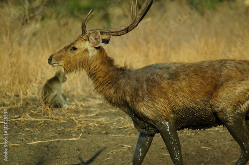 Fototapeta Naklejka Na Ścianę i Meble -  Java deer (Deer timorensis) is a type of deer that is endemic to the islands of Java, Bali and Timor (including Timor Leste) in Indonesia.