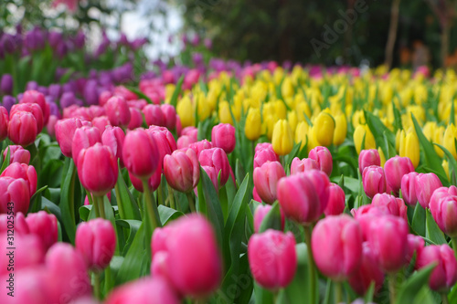 flower tulips flowering in tulips field.