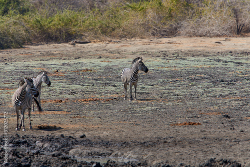 Fototapeta Naklejka Na Ścianę i Meble -  Zebras in Mana Pools National Park, Zimbabwe