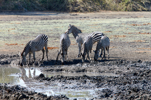 Zebras in Mana Pools National Park, Zimbabwe