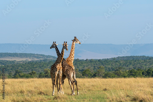 Two Giraffes fighting for a chance of right to mate in the herd inside Masai Mara National Reserve during a wildlife safari photo