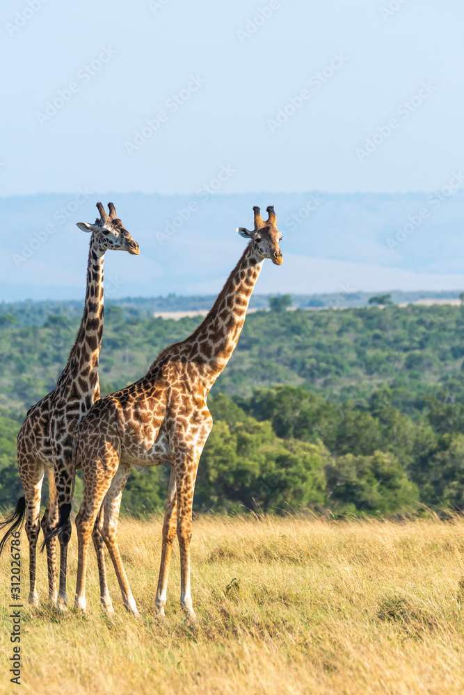 Obraz premium A herd of giraffes walking in the plains of Africa inside Masai Mara National Reserve during a wildlife safari