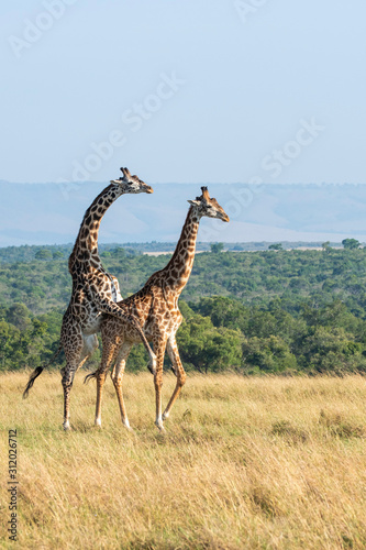 Giraffes mating in the plains of Africa inside Masai Mara National Reserve during a wildlife safari
