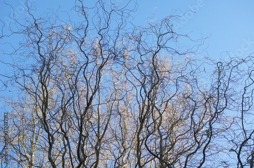 branches of a nuts tree