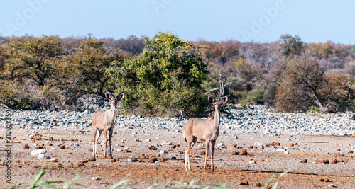 Fototapeta Naklejka Na Ścianę i Meble -  A group of greater kudu -Tragelaphus strepsiceros- Walking nervously around a waterhole in Etosha National Park, Namibia.