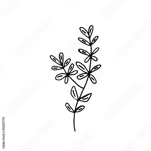 Plant vector doodle illustration. Herbs  flowers. Natural ingredient  organic  vegan cosmetics. Sticker  icon  hand drawn illustration.