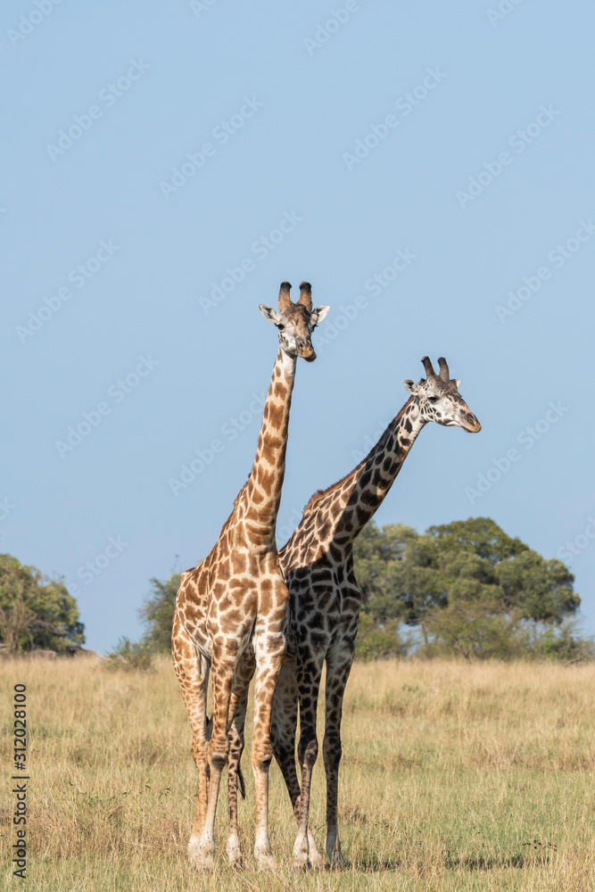 Obraz premium A herd of giraffes walking in the plains of Africa inside Masai Mara National Reserve during a wildlife safari