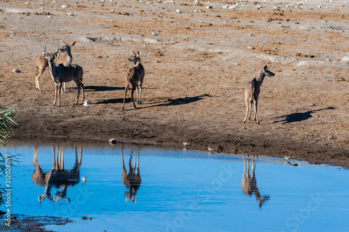 A group of greater kudu -Tragelaphus strepsiceros- Walking nervously around a waterhole in Etosha National Park, Namibia.