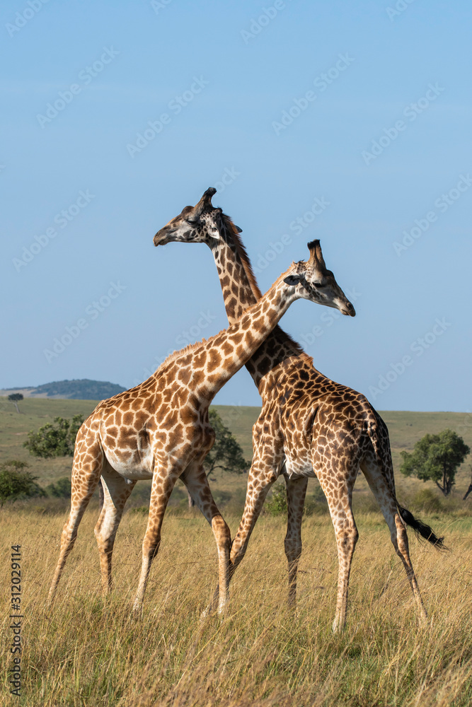 Two Giraffes fighting for a chance of right to mate in the herd inside Masai Mara National Reserve during a wildlife safari - obrazy, fototapety, plakaty 