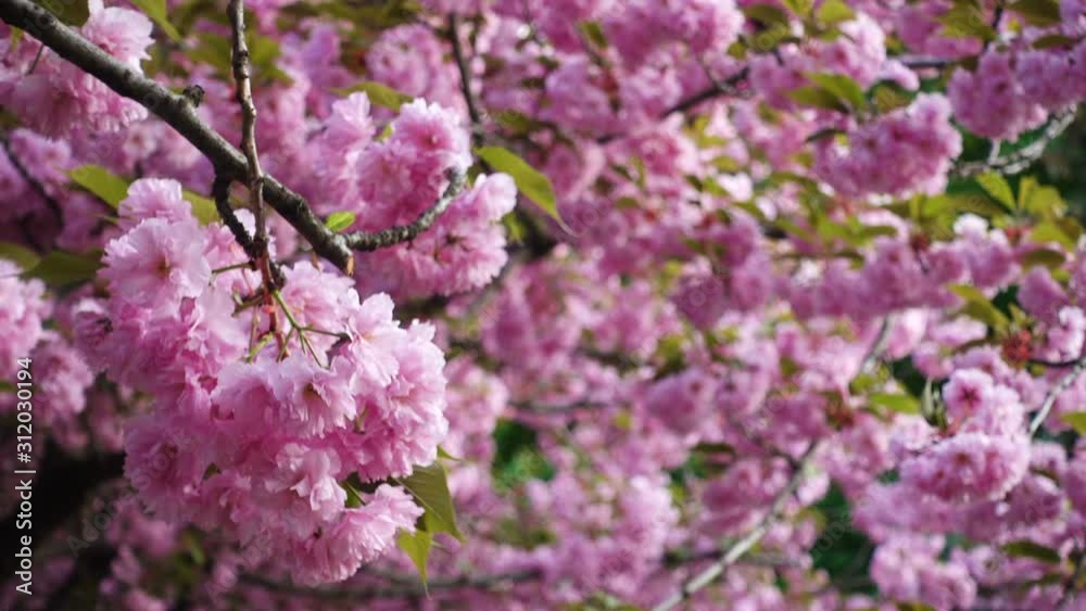 Sakura Cherry tree flowers blossoms in sunset Sakura Cherry tree flowers blossoms in sunset