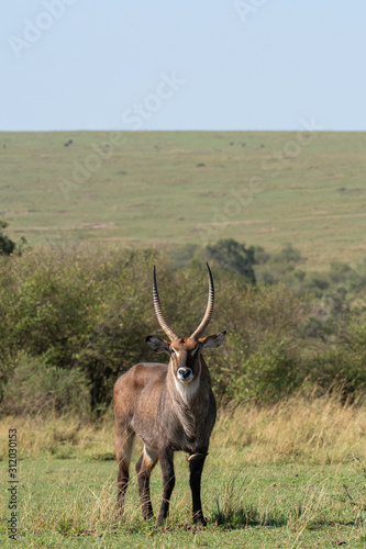 A male waterbuck grazing in the plains of Africa inside Masai Mara National Reserve during a wildlife safari