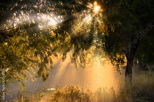 Sunrays and warm morning light through trees
