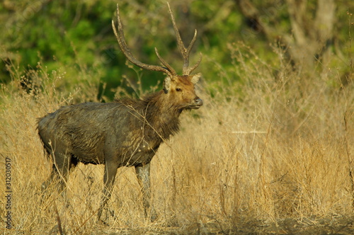 Fototapeta Naklejka Na Ścianę i Meble -  Java deer (Deer timorensis) is a type of deer that is endemic to the islands of Java, Bali and Timor (including Timor Leste) in Indonesia.