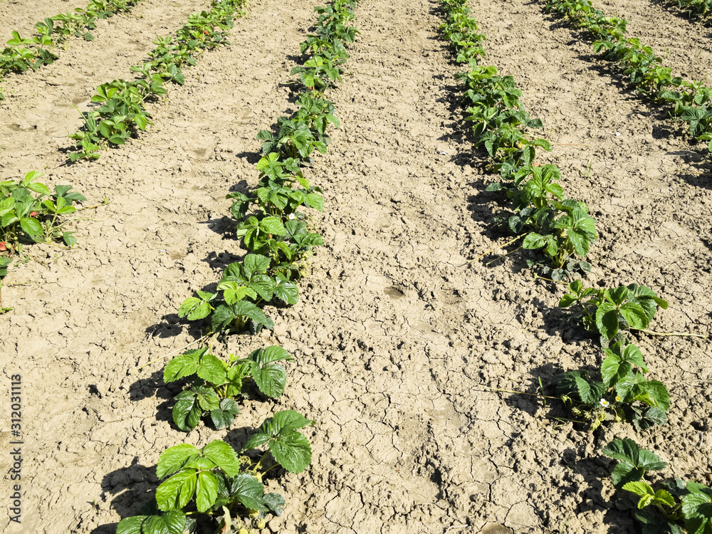 The bed of strawberries in the garden. Strawberry blossoms and b The bed of strawberries in the garden. Strawberry blossoms and b