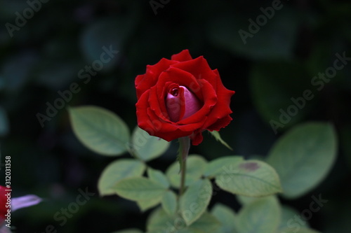Fototapeta Naklejka Na Ścianę i Meble -  Mini Rose