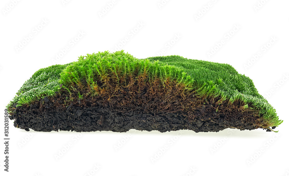 Fototapeta premium Green forest moss isolated on white background. Longitudinal section.