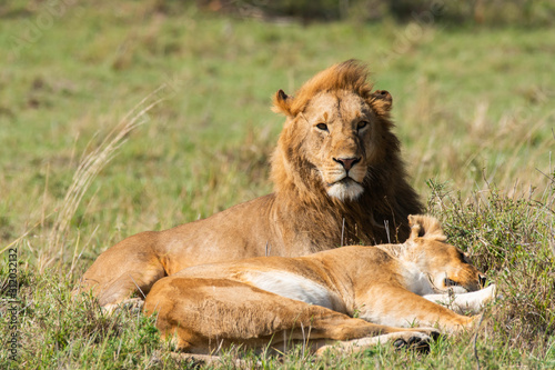 Photography A lion couple relaxing after a successful mating session in the grasslands of Ma