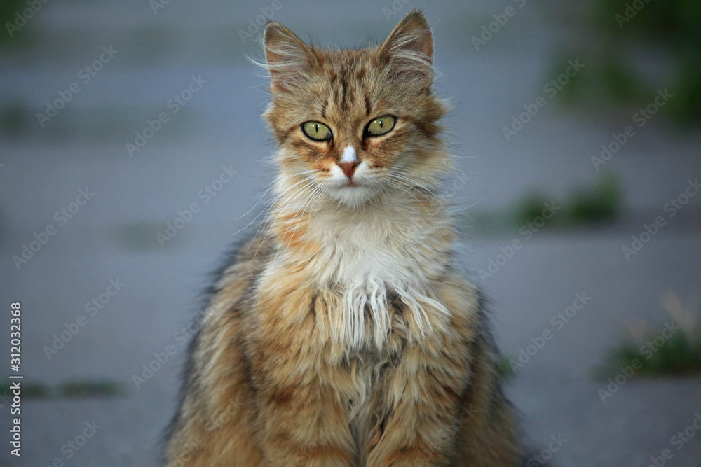 Red, сute and homeless cat with the white fluffy chest dicky. Portrait of a posing cat with beautiful eyes on an evening walk. Graceful furry pussycat Red, сute and homeless cat with the white fluffy chest dicky. Portrait of a posing cat with beautiful eyes on an evening walk. Graceful furry pussycat